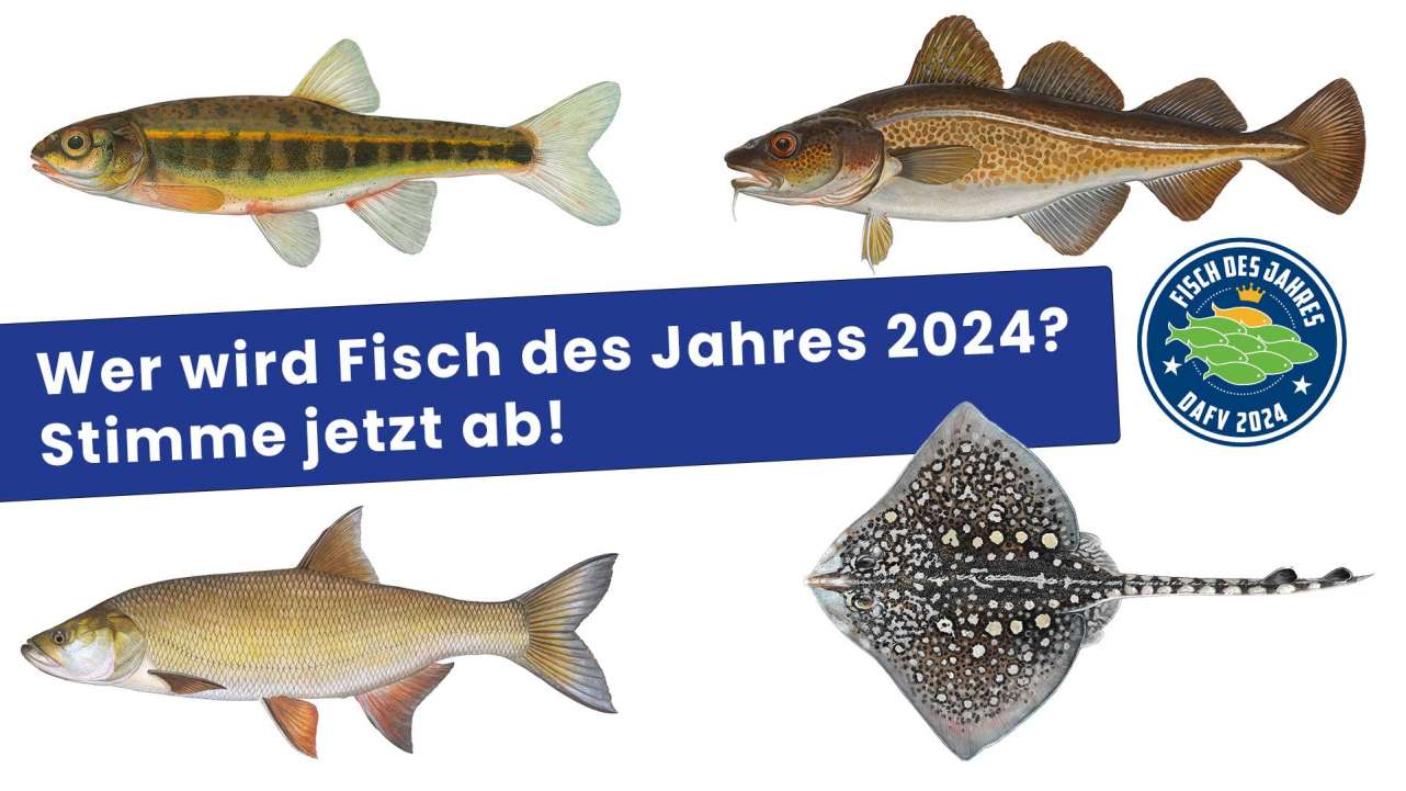 2023 06 fisch des jahres